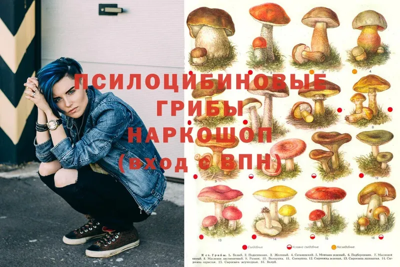 закладки  Волжск  Галлюциногенные грибы MAGIC MUSHROOMS 